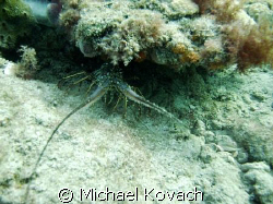 Lobster on the inside reef at Lauderdale by the Sea by Michael Kovach 